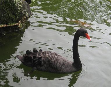 A Real Black Swan